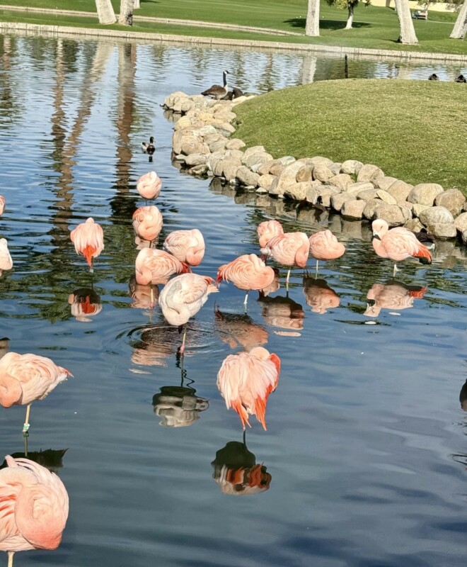 flamingos