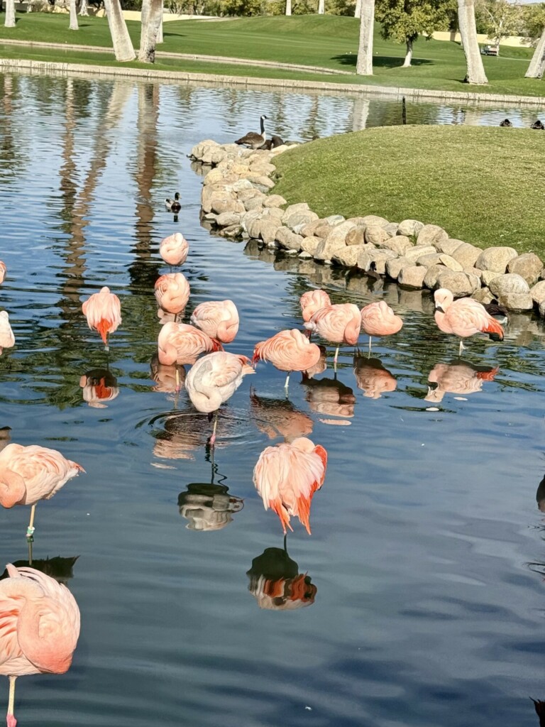 flamingos